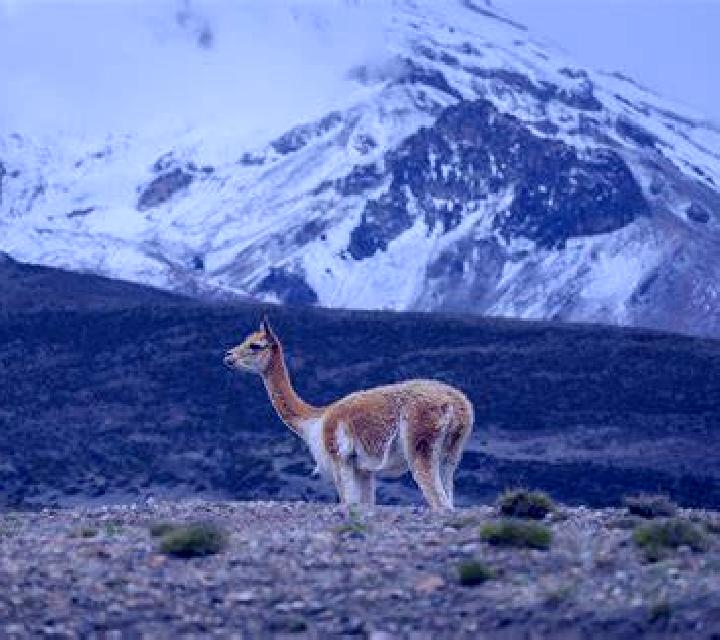 Amaya Vicuna escort