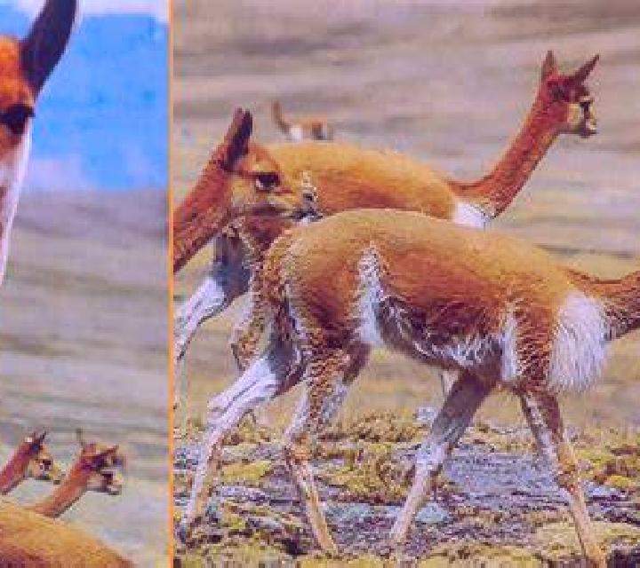 Vega 2 Vicuna escort