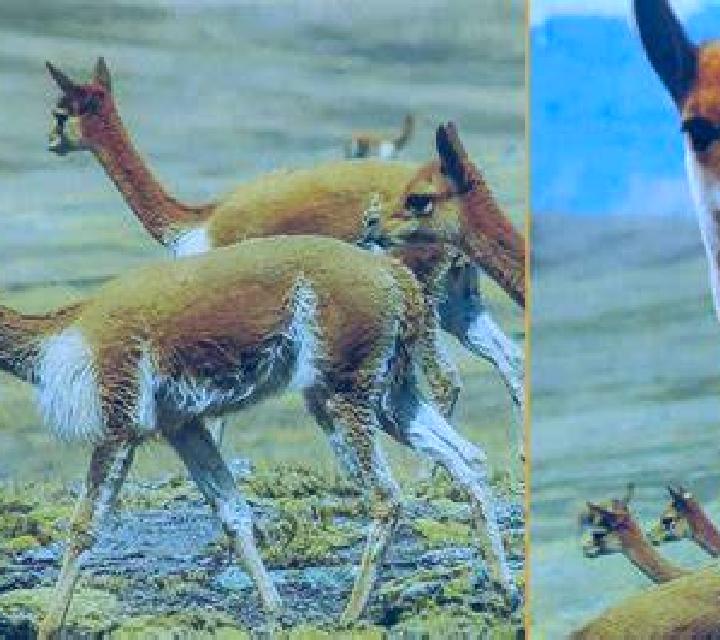 Vega 3 Vicuna escort